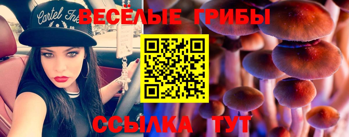 Галлюциногенные грибы Psilocybe Кизилюрт